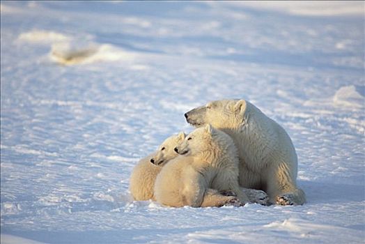 北极熊,幼兽,簇拥,母兽,温暖,丘吉尔市,曼尼托巴,加拿大