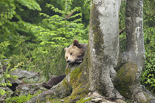 雄性,棕熊,休息,树干,巴伐利亚森林国家公园,巴伐利亚,德国