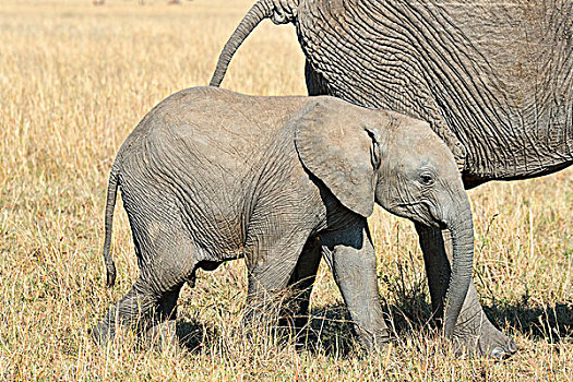 非洲象,幼兽,马赛马拉,肯尼亚,非洲