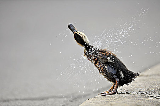野鸭,小鸭子,抖动,水,羽毛