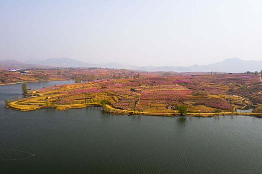 山东蒙阴乡村桃花