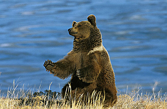 棕熊,熊,成年,坐,靠近,湖,阿拉斯加