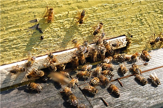 蜜蜂,入口,蜂巢