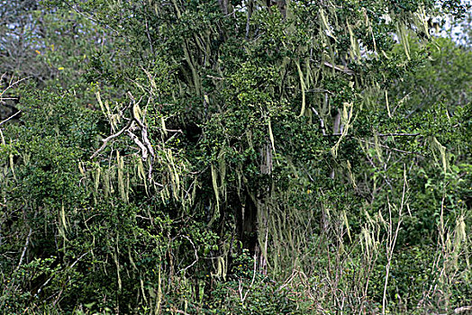 厄瓜多尔,加拉帕戈斯群岛,高地,苔藓,树上