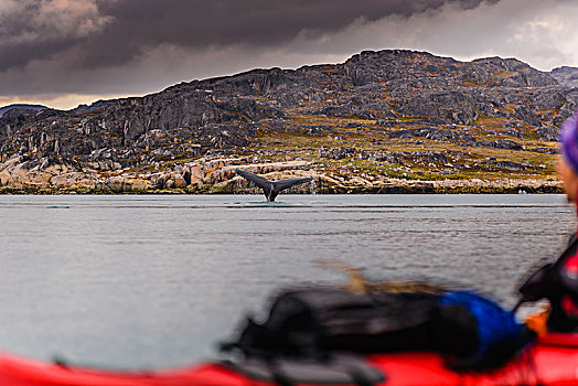 尾部,鲸,海洋,格陵兰