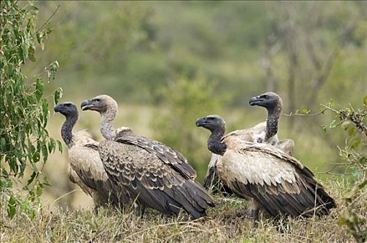 肯尼亚,马赛马拉国家保护区,白色背景,秃鹰