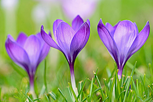 紫色,藏红花,草地,德国,欧洲