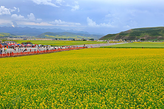 壮美门源油菜花