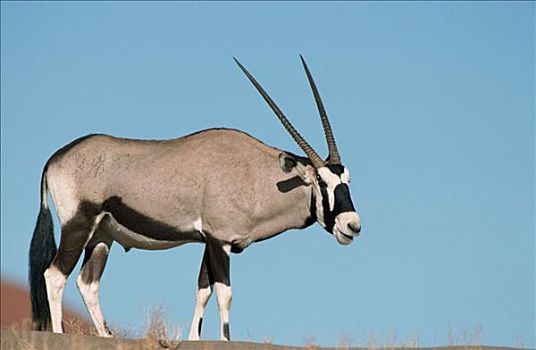 长角羚羊,索苏维来地区,公园,纳米比亚,羚羊