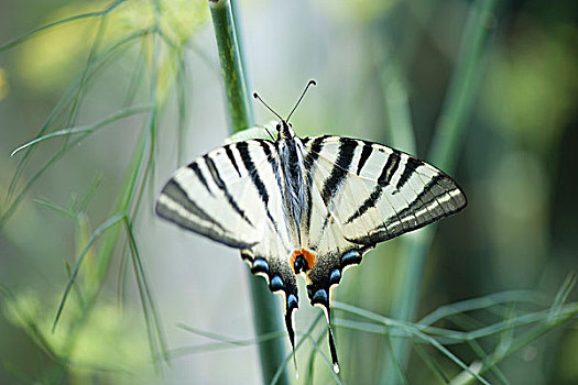 斑马,燕尾蝶