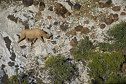 荒芜,黑犀牛,自然保护区,南非