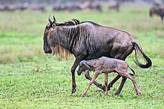 蓝角马,角马,女性,诞生,幼兽,塞伦盖蒂国家公园,坦桑尼亚