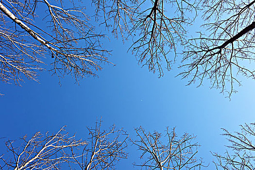 仰望天空,大树,仰视,阳光,蓝天