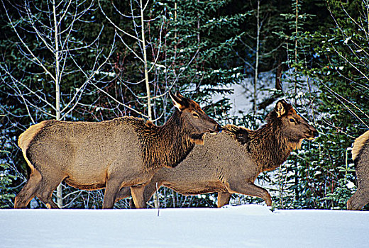 麋鹿,雪中,艾伯塔省,加拿大