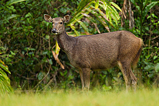 水鹿,女性,红色,斑点,颈部,丹浓谷保护区,沙巴,婆罗洲,马来西亚