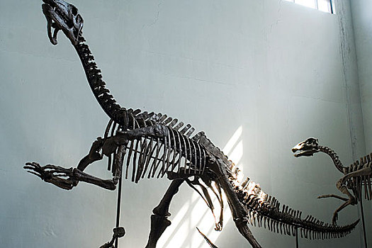内蒙古博物馆恐龙化石