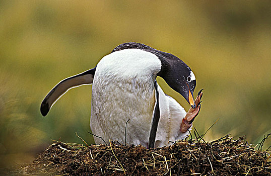 巴布亚企鹅,巢穴,挠,岛屿