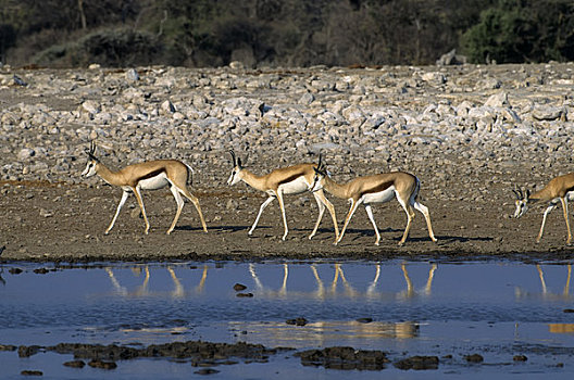 纳米比亚,埃托沙国家公园,跳羚,水潭