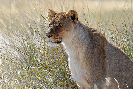 雌狮,狮子,坐,高草,警惕,埃托沙国家公园,纳米比亚,非洲