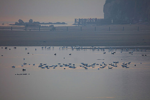 湿地风光,北戴河,海边,鸟类保护,和谐,潮汐,建筑,大海,河流