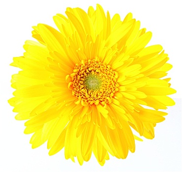 黄色,雏菊