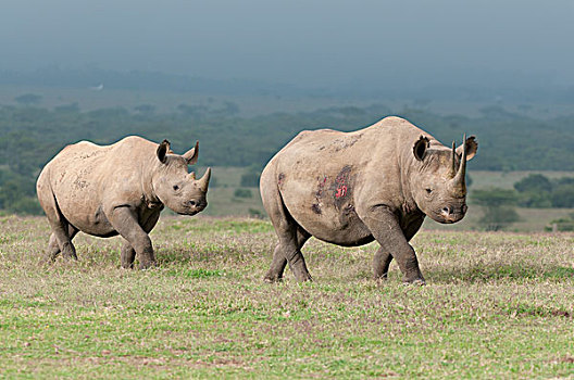 黑犀牛,母亲,幼兽,牧场,肯尼亚