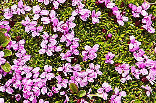 俯拍,苔藓,花,碧玉国家公园,艾伯塔省,加拿大