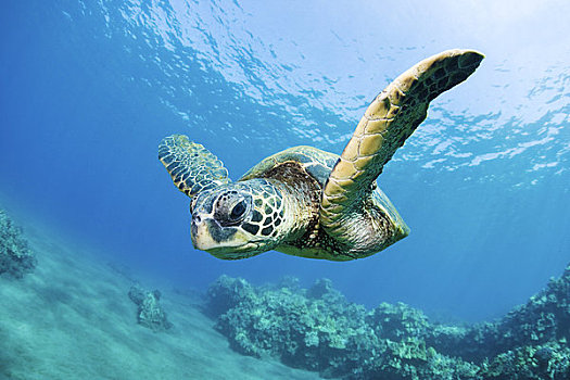 夏威夷,毛伊岛,绿海龟,龟类,上方,海洋,礁石