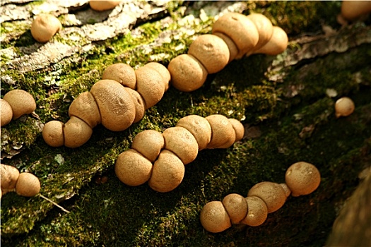 蘑菇,树