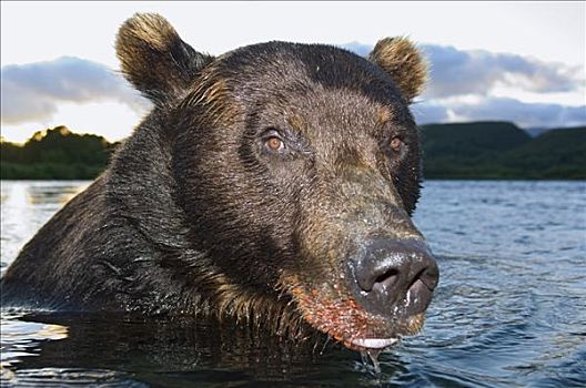 棕熊,河,堪察加半岛,俄罗斯
