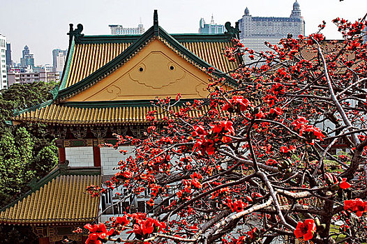 红棉花开市府院