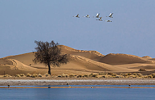 腾格里沙漠迁移中的天鹅
