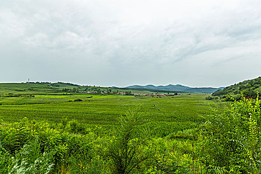 田野