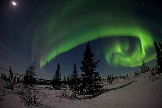广角,绿色,北极光,月照,天空,瓦普斯克国家公园,曼尼托巴,加拿大