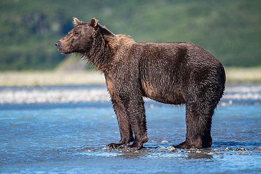 棕熊,站立,河,卡特麦国家公园,阿拉斯加,美国,北美