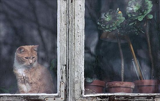 雄性,家猫,坐,窗边,哺乳动物,宠物
