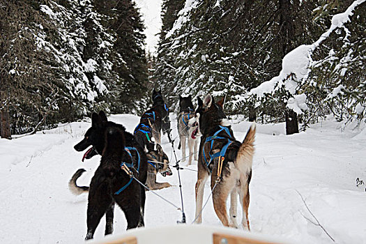 爱斯基摩犬,雪撬,雪,费尔班克斯,阿拉斯加