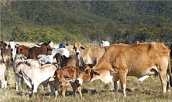 澳大利亚,菜牛,牧群,母牛,牧场