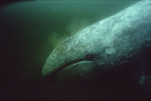 灰鲸,仰视,进食,温哥华岛,不列颠哥伦比亚省