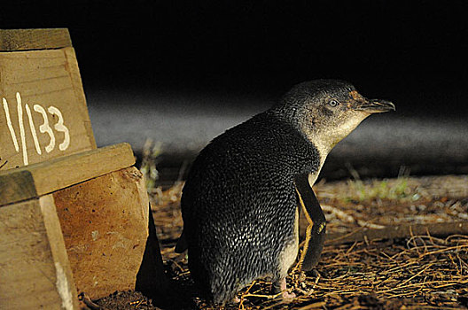 小蓝企鹅,户外,数字,窝,盒子,等待,菲利普岛,澳大利亚