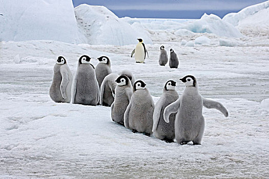 帝企鹅,企鹅,多,幼禽,雪丘岛,南极半岛,南极