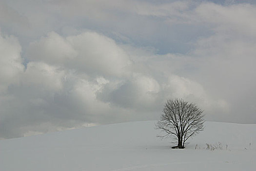 日本,北海道,美瑛,冬季风景