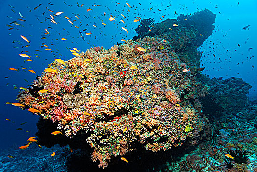 珊瑚礁,珊瑚,多样,红色,软珊瑚,成群,拟花鮨属,印度洋,马尔代夫,亚洲