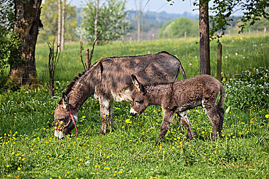 驴,母亲,放牧,小马,巴伐利亚,德国