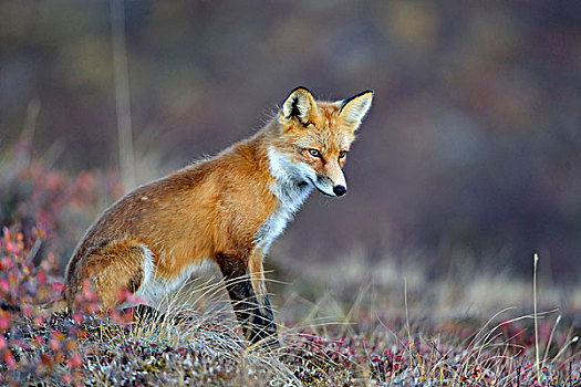 狐狸,黎明,德纳里峰国家公园,阿拉斯加,美国