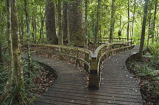 木板路,树林,北岛,新西兰