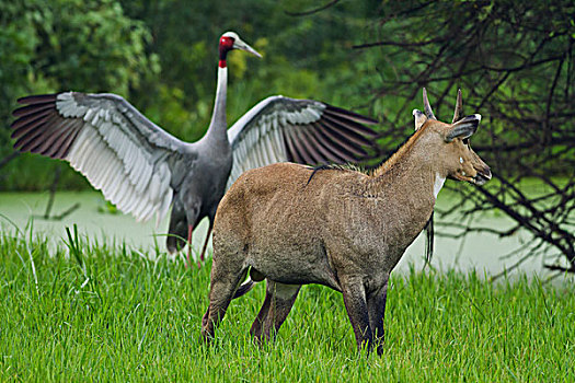 印度,鹤,追逐,离开,蓝色,雄性动物,盖奥拉迪奥,国家公园