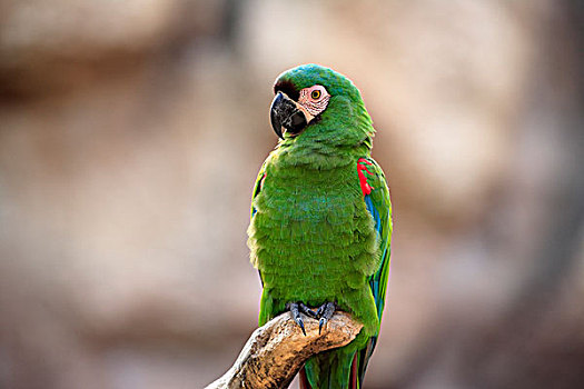 金刚鹦鹉,成年,栖息,枝条,委内瑞拉,南美