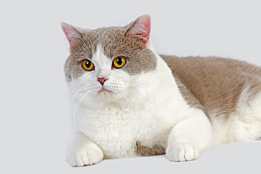 丁香,白色,英国短毛猫,家猫,雄性,卧,白色背景