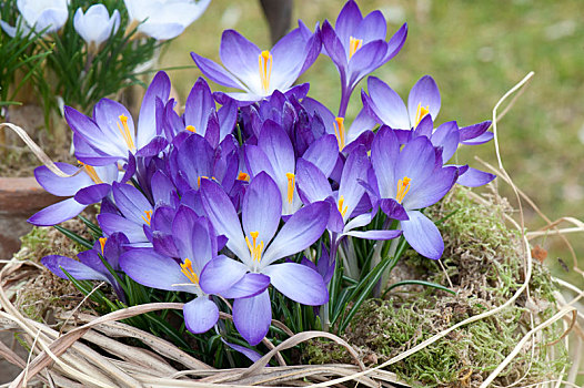 藏红花,紫色